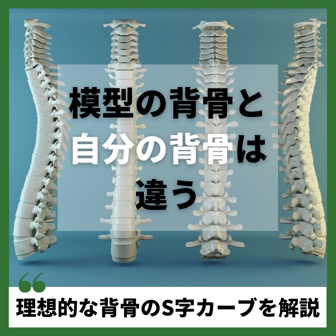 背骨のS字カーブの作り方は？体に与える影響や理想的な背骨を解説 - 大阪北浜ピラティススタジオ進化